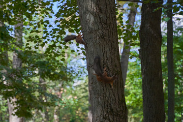 squirrels are interested in people and look for food