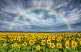 Fototapeta Tęcza - Beautiful rainbow over sunflowers field