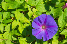 A Purple Morning Glory Flower