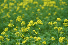 Selective Focus Shot Of Yellow Mustard Flowers In A Field