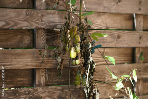 Fotomural Closeup of dried green tomatoes with leaves hanging from a wooden fence under th