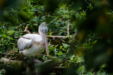 white pelican sitting on tree