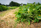 Fototapeta Kuchnia - Landwirtschaftlicher Gemüseanbau - Ernte von Einmachgurken