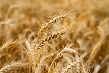 Agricultural field. Ripe ears of wheat on the background of the sunset. The concept of a rich harvest.