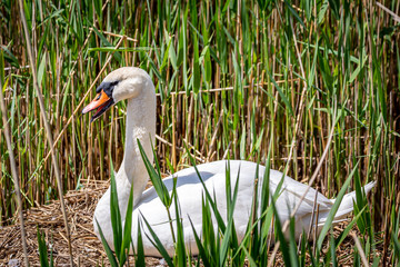 A Mute Swan on a Nest