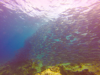 Sticker - Beautiful shot of the underwater world