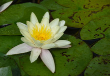 Beautiful Open White Water Lily (Lotus) Flower On Green Lily Pads, Natural Background
