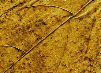 Close up of autumn leaf structure. 