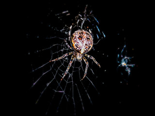 spider on a web2