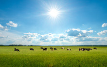 Bright Summer Field, Blue Sky And Cows