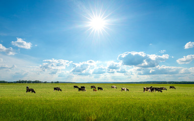 bright summer field, blue sky and cows