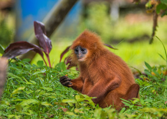 Kinabatangan river, Sabah, Borneo- JANUAR 2019: Beautyfull Red leaf monkey Presbytis rubicunda