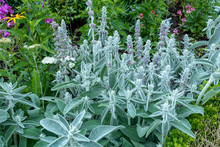 Flowers In The Garden. Lamb’s Ears, Stachys Byzantina Or Stachys Olympica Plant Photo.