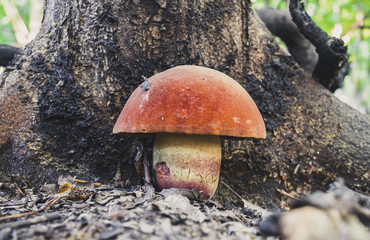 Poster - Closeup shot of Boletus queletii, known as deceiving bolete