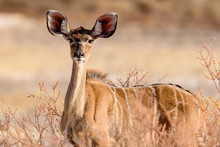 Young Kudu Cow Facing Camera