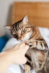 Wall Mural - Beautiful tabby pet cat sniffing human hand palm. Relationship of owner and domestic feline animal. Adorable furry kitten friend. Friendship of a human and cat.