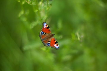 Butterfly peacock eye on the flower on a summer day. Soft selective focus, blurred background, shallow depth of field. Toned image.