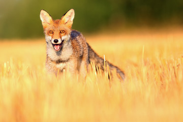 Canvas Print - Red fox (Vulpes vulpes) on a freshly mown stubble.Portrait of a young fox on a field in a yellow stubble.