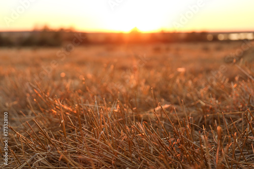 Cuadros en Lienzo cut ears of wheat on the field