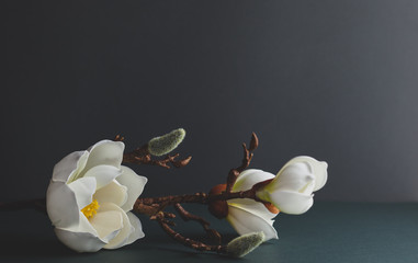 Wall Mural - minimal still life with branch of white magnolia on dark background..festive floral greeting card. t