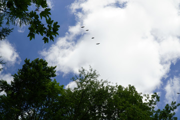 Sticker - Low angle shot of flying birds in a cloudy sky