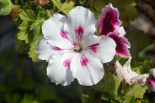 White And Pink Geranium Flowers In A Garden During Summer
