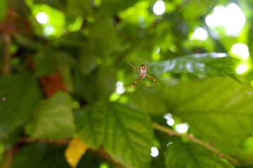 Sticker - Closeup of a spider on the web on a blurred green background