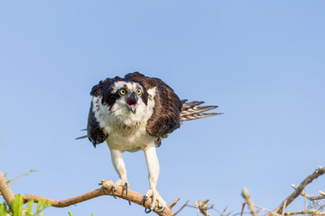 Beautiful Osprey on Blue Cypress Lake, Vero Beach Florida
