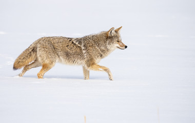  Coyote in the wild