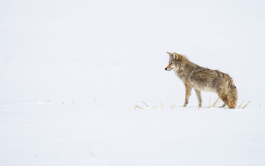  Coyote in the wild