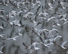 A Flock Of Elegant Terns (Thalasseus Elegans) Take Flight Over Moss Landing Harbor In California