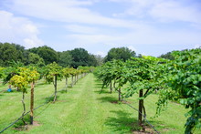 Muscadine Grape Tree In The Harvest Season In Florida