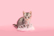 Pampered kitten sitting next to a princess crown, pink background.