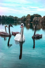 swans on the lake