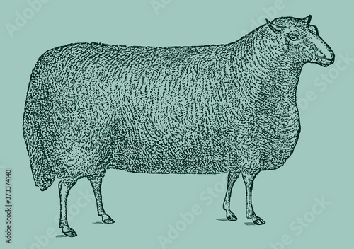 Cuadros en Lienzo Rectangular shaped Cheviot sheep ram in side view isolated on a green background, after an antique illustration from the 19th century
