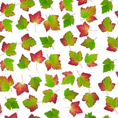 Wall Mural - Background of colorful fall leaves of black currant.