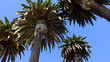 Looking Up at Palm Trees
