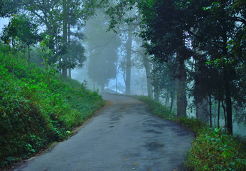 Wall Mural - Road in the forest