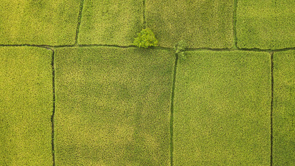 Wall Mural - Agriculture aerial view from above. Ubud rice terraces, Indonesia, Asia. Abstract geometric texture of agricultural parcels in green color.