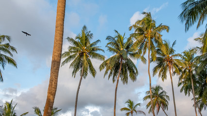 Wall Mural - Forest of coconut palm trees at Kalutara in western Sri Lanka