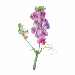 Closeup of a branch of the sweet perennial pea flowers (known as Lathyrus odoratus, Lathyrus latifolius, everlasting pea). Watercolor hand drawn painting illustration isolated on white background.