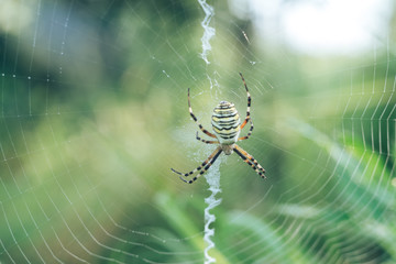 Poster - Cobweb or spider's web against a natural background, Dew drops on a spider .