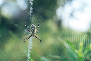 Poster - Cobweb or spider's web against a natural background, Dew drops on a spider .