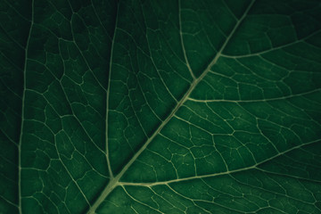 Poster - Beautiful green texture background. Cropped shot of green leaf textured. Abstract nature pattrn for design. Macro photogrpaphy view.