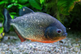 Fototapeta Zwierzęta - Red-bellied piranha (Pygocentrus nattereri) freshwater fish, family: Serrasalmidae, region: South America