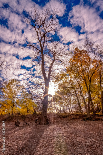 Partly cloudy autumn forest © Nicolas Autio