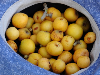 Wild organic loquats harvesting during summer season. The loquat is a large evergreen shrub grown commercially for its orange fruit, and also cultivated as an ornamental plant.