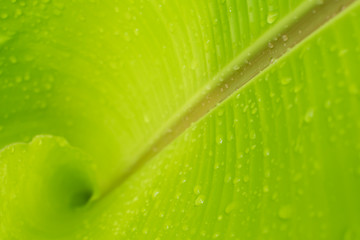 Dew drops on the green leaves of banana tree.