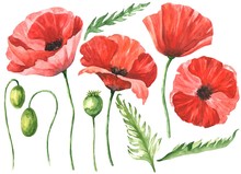Watercolor Poppy Flowers Set Isolated On White Background. Hand Drawn Watercolour Botanical Illustration.