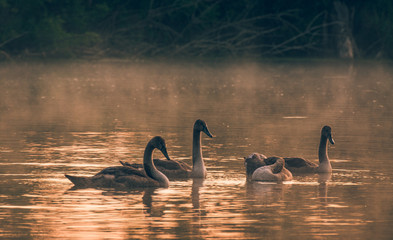 Wall Mural - Swan